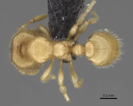 Carebara tanana specimen