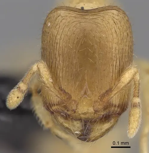 Carebara tanana specimen