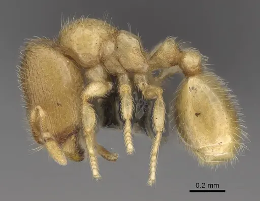 Carebara tanana specimen