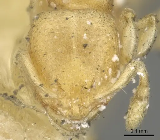 Carebara termitolestes specimen