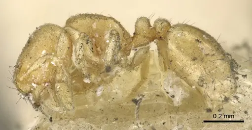 Carebara termitolestes specimen