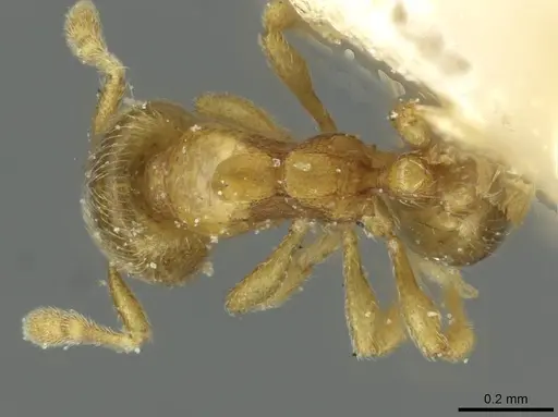 Carebara traegaordhi specimen