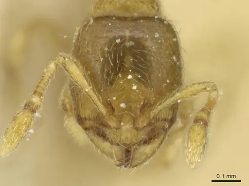 Carebara traegaordhi specimen