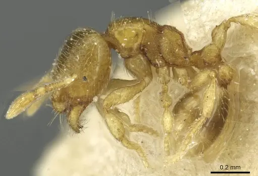 Carebara traegaordhi specimen