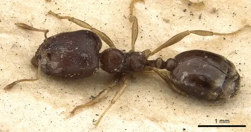 Carebara transversalis specimen