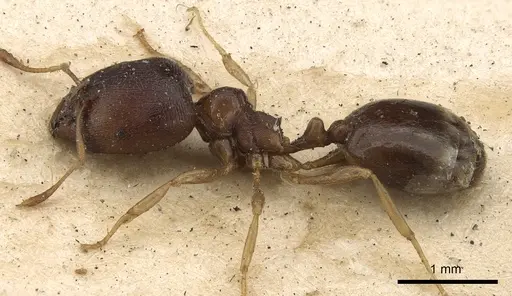 Carebara transversalis specimen