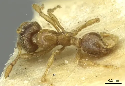 Carebara ugandana specimen