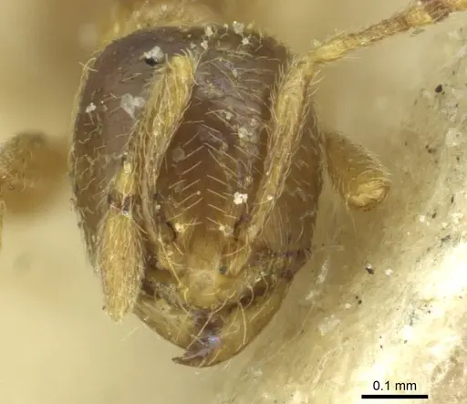 Carebara ugandana specimen