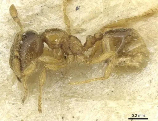 Carebara ugandana specimen