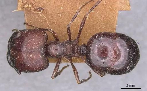 Carebara varia specimen