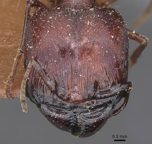 Carebara varia specimen