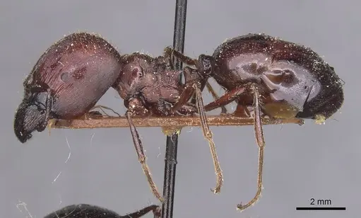 Carebara varia specimen