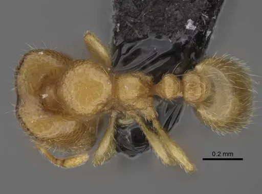 Carebara vazimba specimen