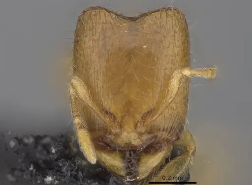 Carebara vazimba specimen