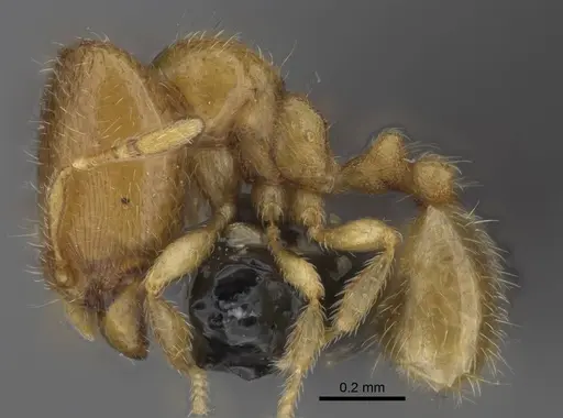 Carebara vazimba specimen