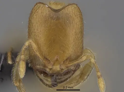 Carebara vazimba - CASENT0055525