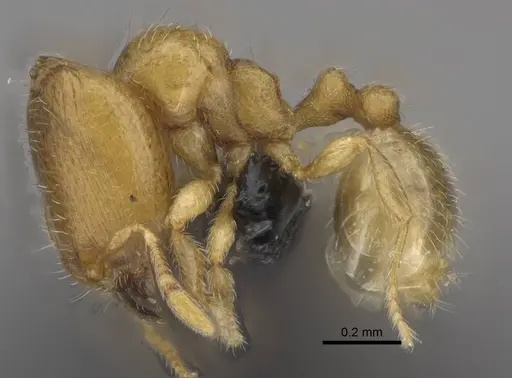 Carebara vazimba - CASENT0055525