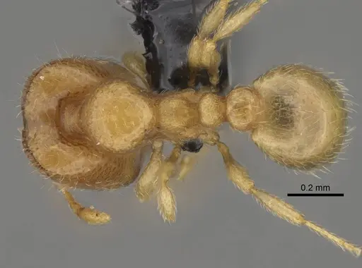 Carebara vazimba - CASENT0055527