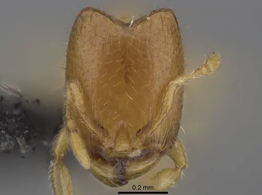 Carebara vazimba - CASENT0055527