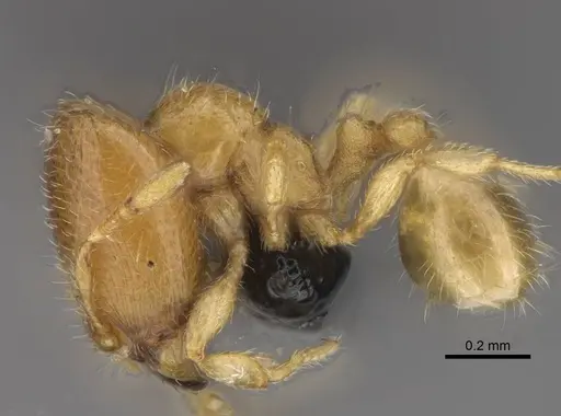 Carebara vazimba - CASENT0055527