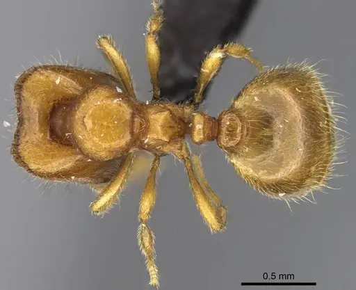 Carebara vazimba - CASENT0055532