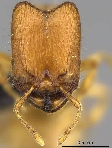 Carebara vazimba - CASENT0055532