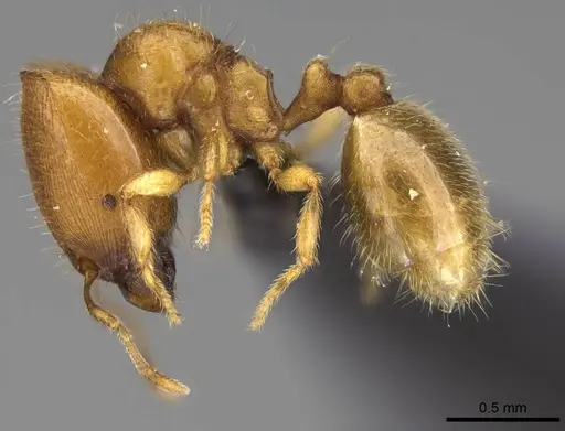 Carebara vazimba - CASENT0055532