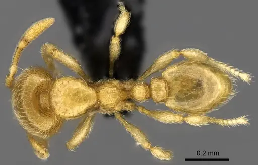 Carebara vazimba - CASENT0055533