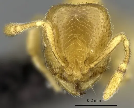 Carebara vazimba - CASENT0055533