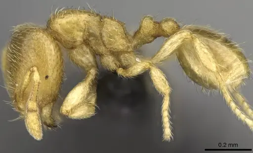 Carebara vazimba - CASENT0055533