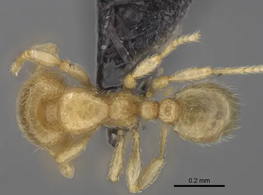 Carebara vazimba - CASENT0055640