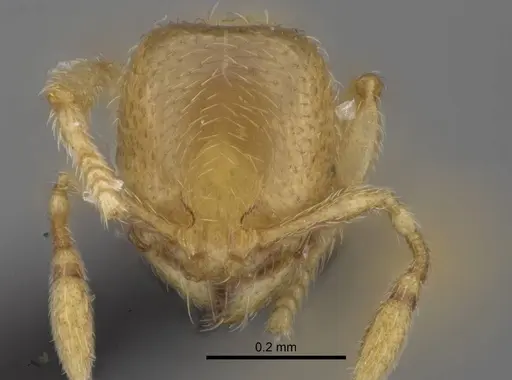 Carebara vazimba - CASENT0055640