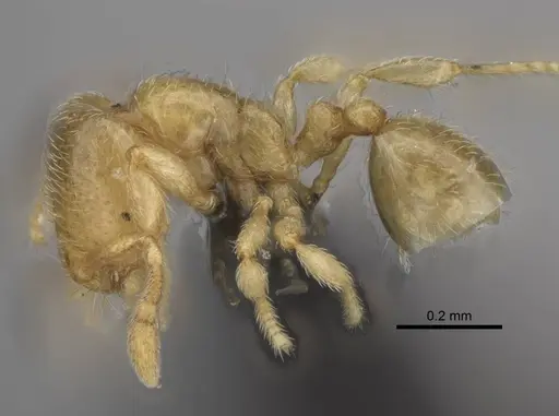 Carebara vazimba - CASENT0055640