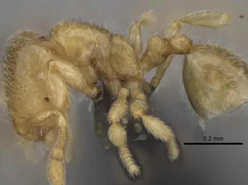 Carebara vazimba - CASENT0055640