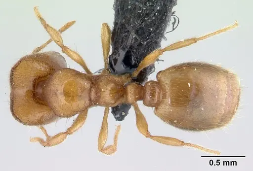 Carebara vazimba - CASENT0110667