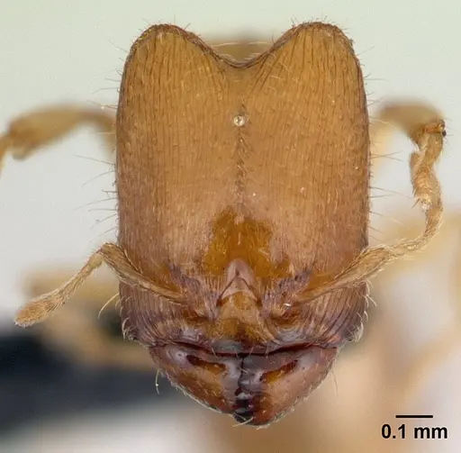 Carebara vazimba - CASENT0110667