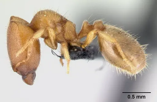 Carebara vazimba - CASENT0110667