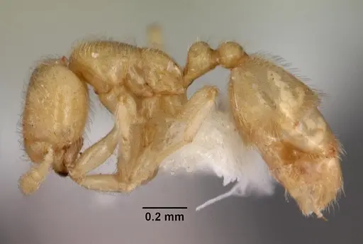 Carebara vidua specimen