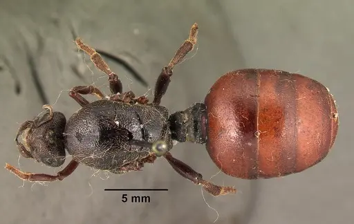 Carebara vidua - CASENT0101463