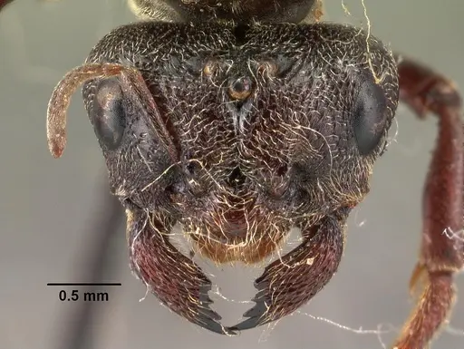 Carebara vidua - CASENT0101463