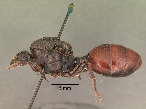 Carebara vidua - CASENT0101463