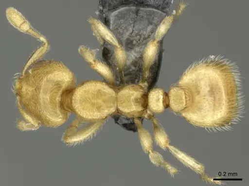 Carebara vidua - CASENT0260120