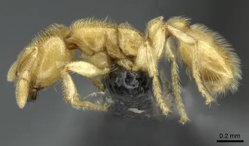 Carebara vidua - CASENT0260120