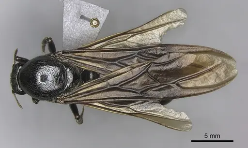 Carebara vidua - CASENT0260121