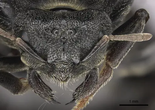 Carebara vidua - CASENT0260121