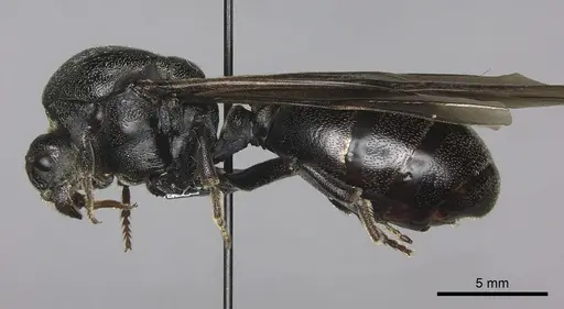 Carebara vidua - CASENT0260121