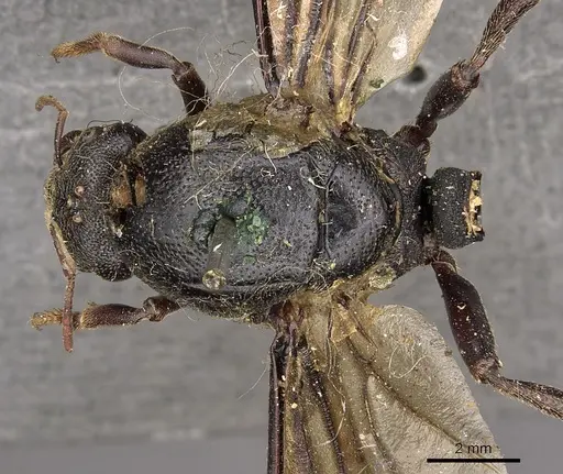 Carebara vidua - CASENT0901433