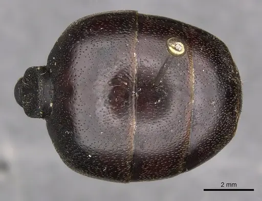 Carebara vidua - CASENT0901433