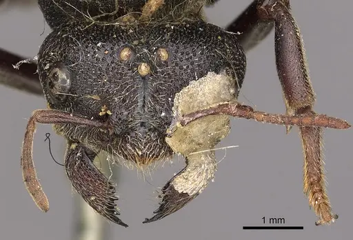 Carebara vidua - CASENT0901433