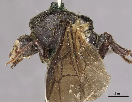 Carebara vidua - CASENT0901433